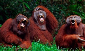 orangutani-smeh-640x384