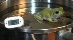 frog-in-a-pot