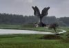 spomenik -Jasenovac